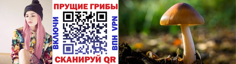 купить наркоту  Рыбное  Псилоцибиновые грибы MAGIC MUSHROOMS 